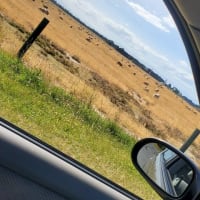 TerukiからのNZレポート