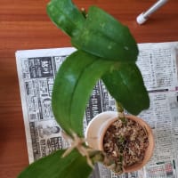 デンドロビューム君のその後（2）