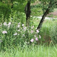 庄内緑地公園　今年のハスの花とバラ＆ノーゼンカズラ他