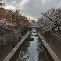今シーズン最後のお花見？