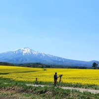 菜の花畑　鯵ヶ沢町