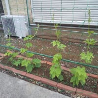 ゴーヤーの摘芯