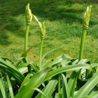 夏の花：アフリカハマユウ
