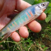 あれってそれって何という魚の事だっけ　～　「ハヤ」　と呼ばれる川魚