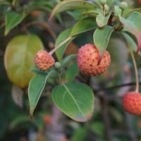 夏の花：常緑山法師②