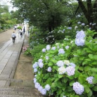 大和１３佛霊場　第３回目　最後は　第５番・金剛寺へ