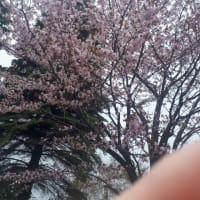 桜　咲きました