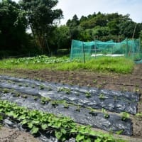 唐芋に水を掛ける　アナグマ被害　2025/06/20（鹿児島）