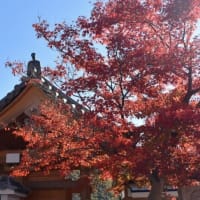 宝徳寺の紅葉