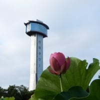 行田市の古代蓮