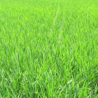 今年のイネは著しく進みそうだが天候異変の影響は予測不能