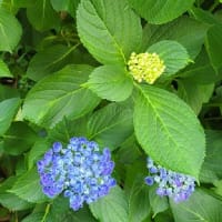紫陽花
