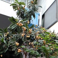 町の中に枇杷