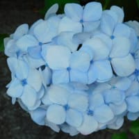 6月14日　今日の写真　朝に出あった　アジサイ　百合