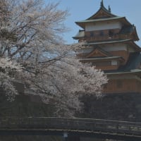 堀と石垣と品良い天守を彩る満開間近の諏訪高島城の桜を見る。