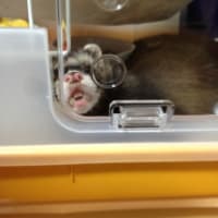 ニコくんの寝顔
