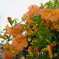 庭の花