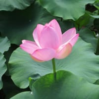 ミントはfogクロスから始まった・・・