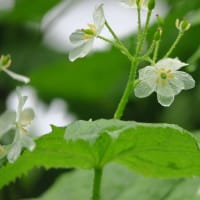 サンカヨウ開花しました
