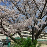 桜見に散歩