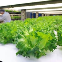 人工光で野菜生産　大阪府立大に国内最大級の植物工場