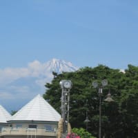 皐月のバラ