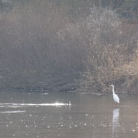 川島町の白鳥