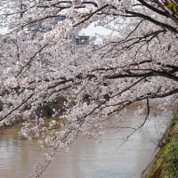 桜花見　2024（３）福島江