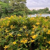 洗足池公園～２０２４年紫陽花の季節