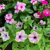 うっとりね　うちの花壇は　花盛り🌹