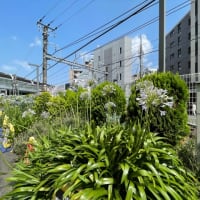 6年振りにアガパンサスと再会