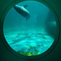 いつかまたずしの海で