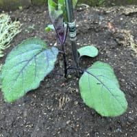 今日から5月。新緑が眩しい爽やかな日です