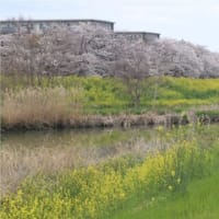 安行周辺のソメイヨシノが満開です