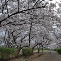 愛媛県　森の交流センターの桜（東温市）