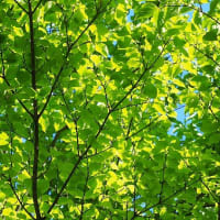 緑の季節～森林浴のすすめ