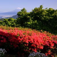 富士山　はい、想定は出来ていましたが... もう少し、駿河湾彩と... 残念。