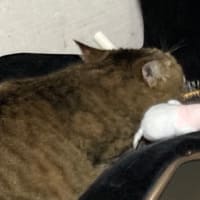 セルフブラッシング