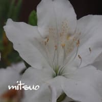 「琉球躑躅の花が咲きました」　MY　GARDEN　2024.05.26日撮影