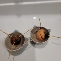 アボカド40日目&26日目