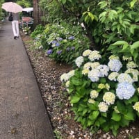 あじさい神社　六條八幡宮