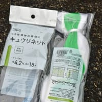 2回目の唐芋植え　ネットで囲う　2025/06/23（鹿児島）