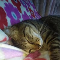 大切な私の家族(=^・・^=)=^_^=