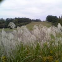 子どもたちの森公園(千葉市若葉区)