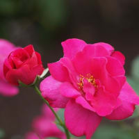 終盤の薔薇たち