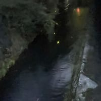京都　哲学の道で蛍撮り　黒猫と蛍　黒猫三態
