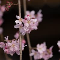 高楽寺　桜姫は見ごろを過ぎに！