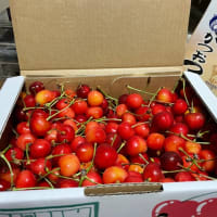 さくらんぼ🍒