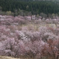 4/27（日）観音寺川の桜並木
