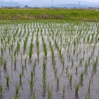 「鬼が島」のオニだって三分の理^^;
